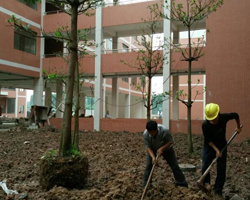 學院種（zhǒng）植綠化工程