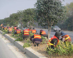 道路施工（gōng）綠化工程